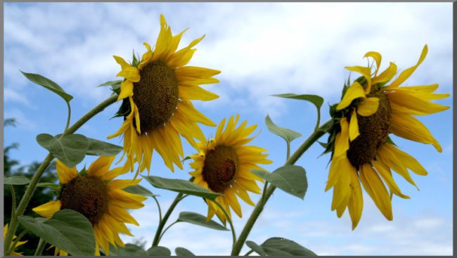 ../previews/009-Sponga Tamás - Kíváncsiskodók.jpg.medium.jpeg