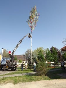 Májusfa állítás a Főtéren