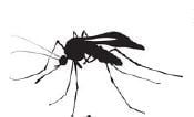 Thumbnail for the post titled: Fontos a szúnyogok irtása és szaporodásuk megakadályozása