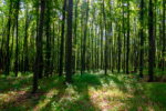 Thumbnail for the post titled: Körzeti erdőtervezés igazgatási tevékenységének megkezdése