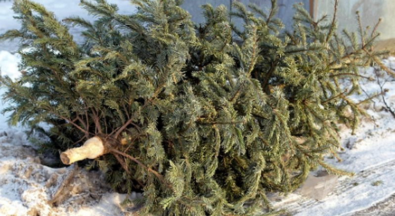 A 2026. évi fenyőgyűjtés